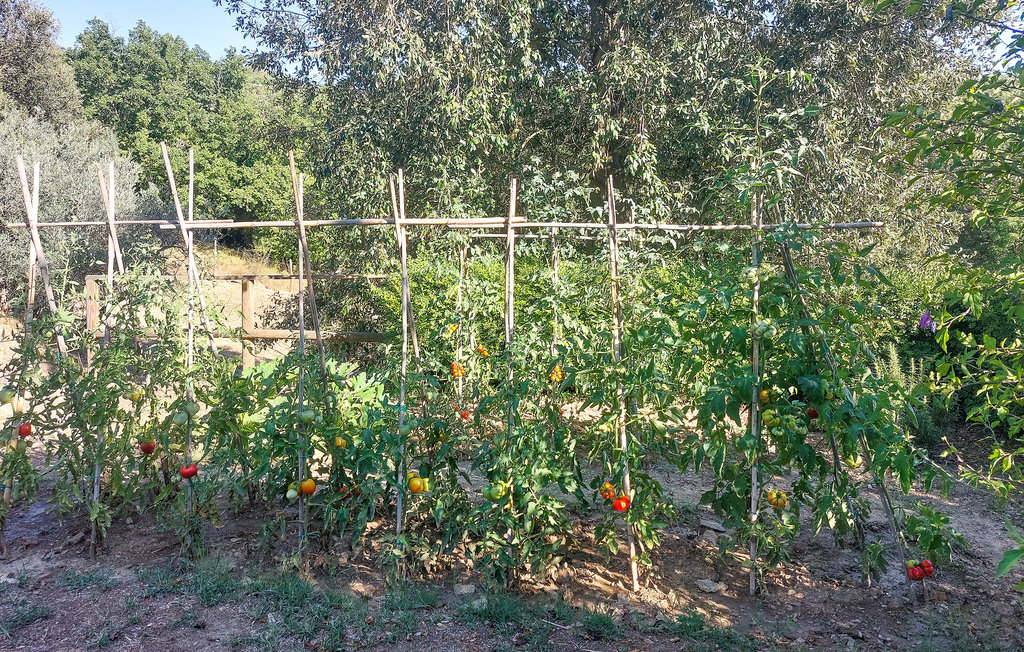 Ferienwohnung - San Venanzo , Italien - IUP581 22