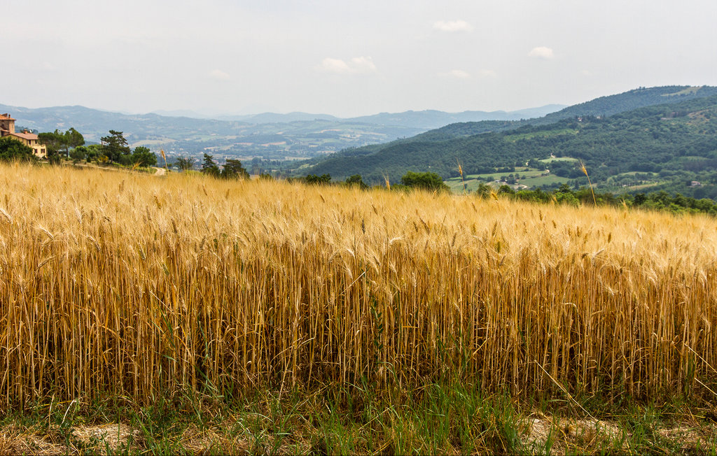Semesterlägenhet - Assisi , Italien - IUP945 22