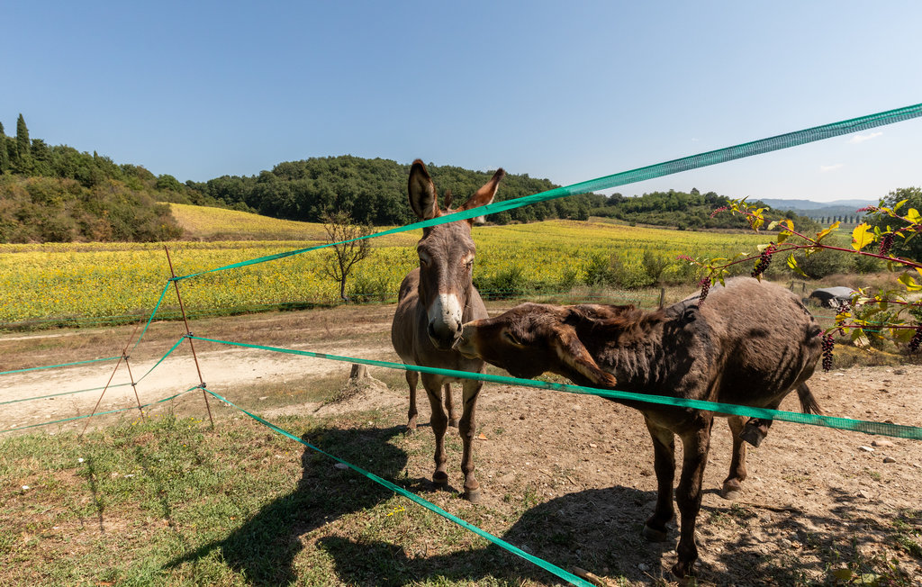 Feriehuse - Città della Pieve , Italien - IUP972 46