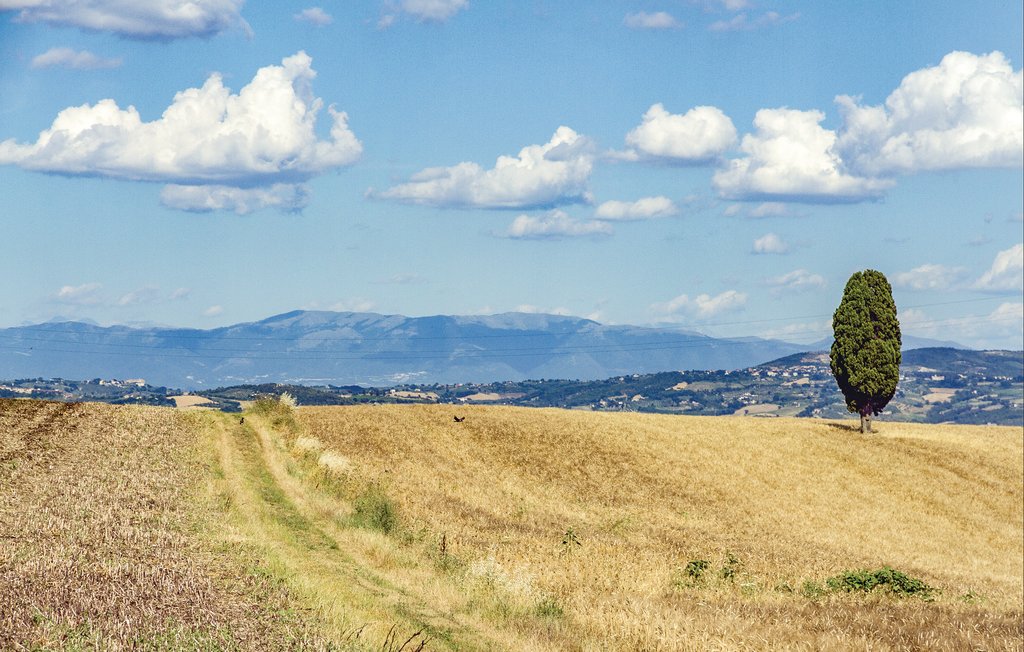 Feriehus - San Venanzo , Italia - IUS181 28