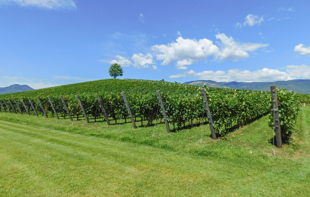 Ferienhaus - Montemerlo , Italien - IVC319 7