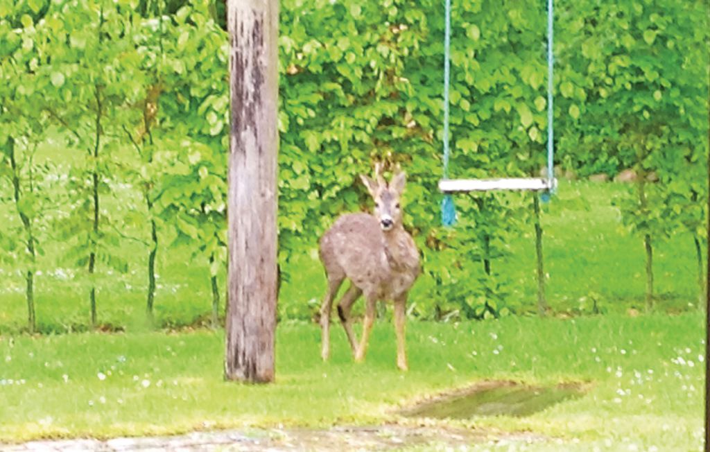 Ferienhaus - Nysted , Dänemark - K10145 31