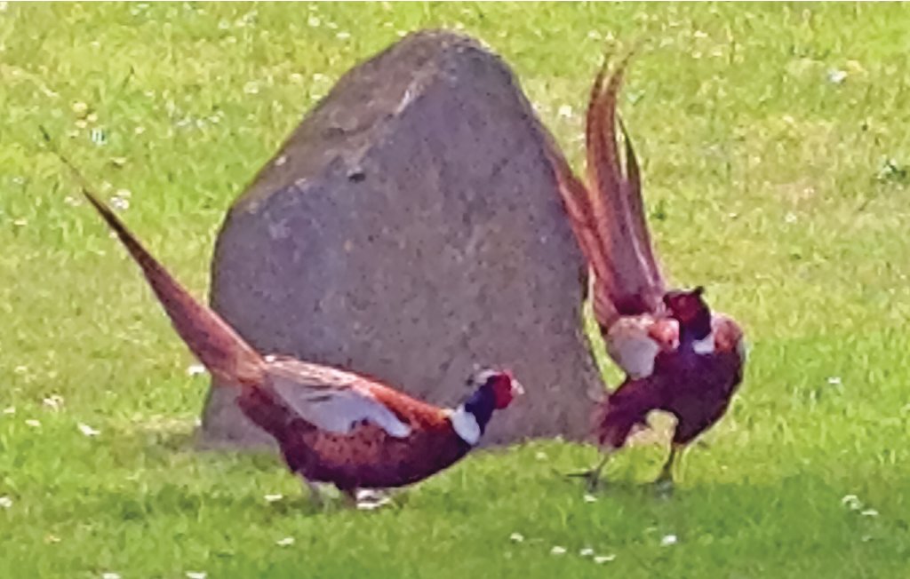 Ferienhaus - Nysted , Dänemark - K10145 33