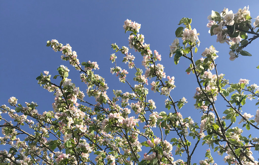 Feriehuse - Askø , Danmark - K10609 12