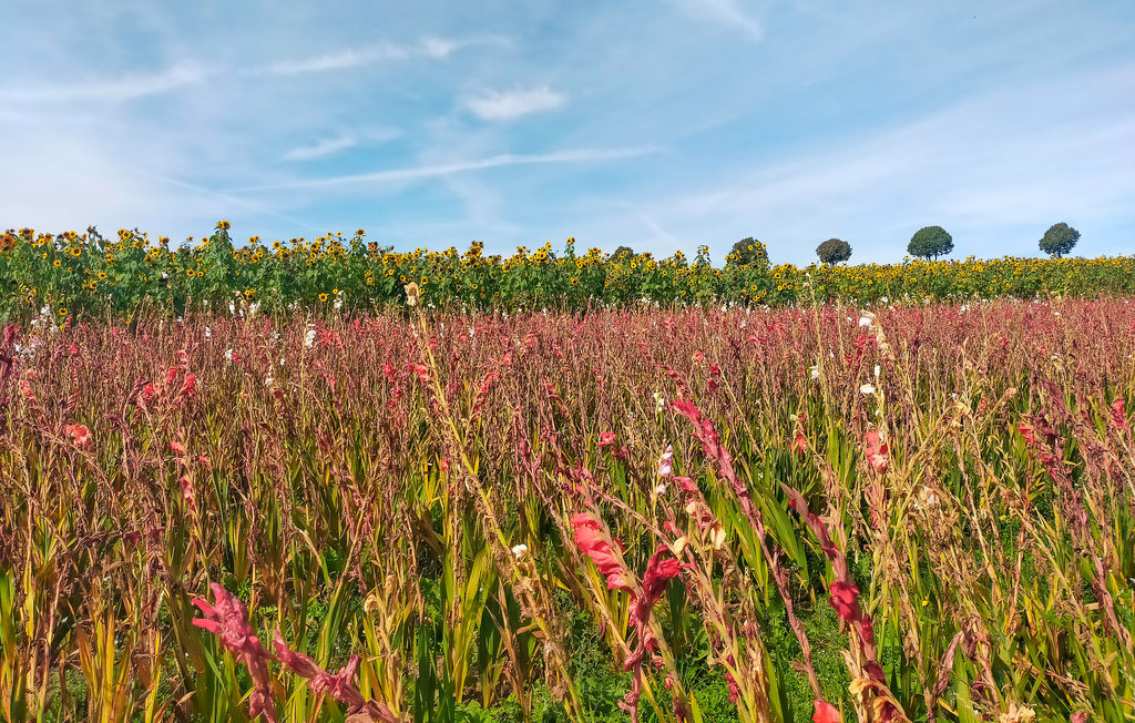 Lejlighed - Winseler , Luxembourg - LUX144 20