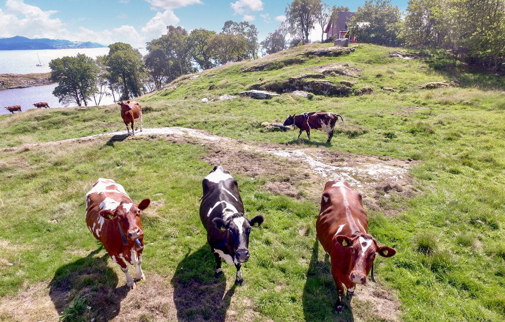 Feriehuse - Rennesøy/Stavanger , Norge - N15298 24