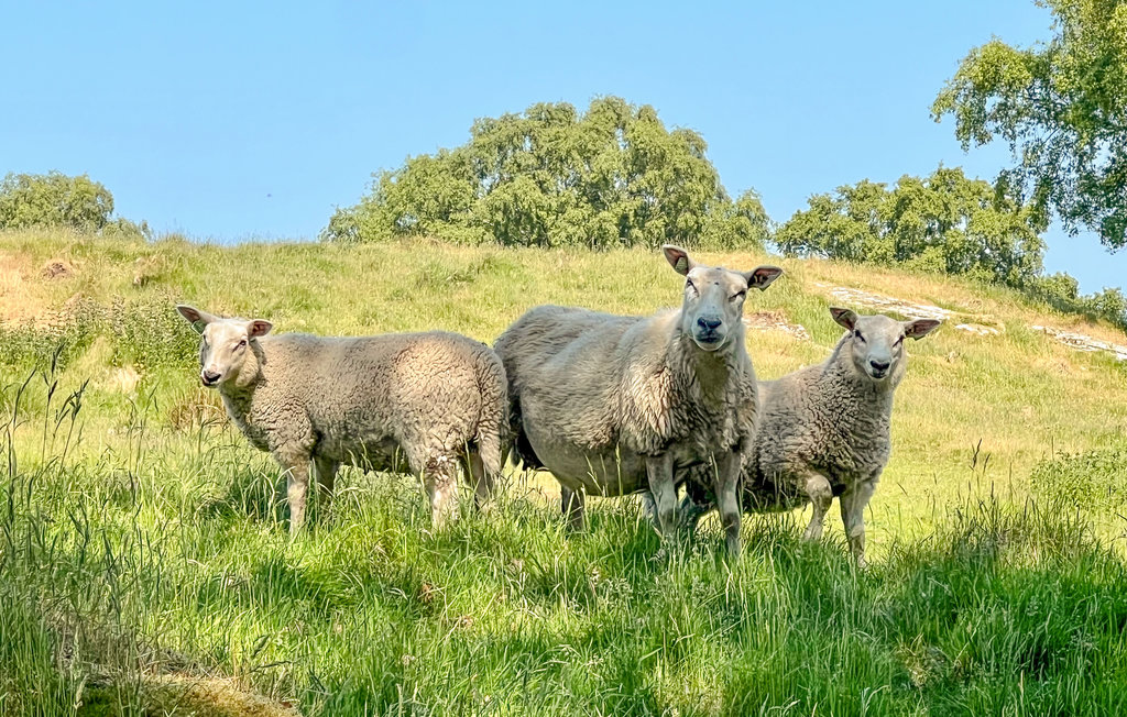 Feriehuse - Rennesøy/Stavanger , Norge - N15298 25