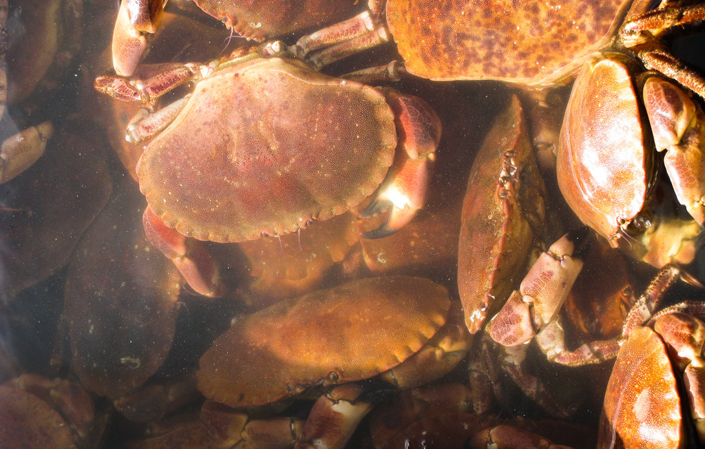 Feriehuse - Skjoldastraumen/Tysvær , Norge - N17349 32