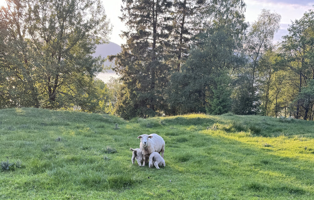 Ferienhaeuser - Vikebygd/Vindafjord , Norwegen - N17408 24