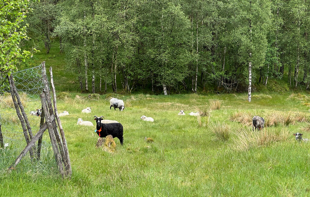 Semesterhus - Nedre Vats , Norge - N17426 19