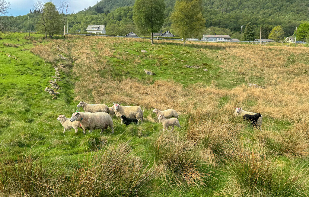 Feriehus - Ølensvåg/Vindafjord , Norge - N17409 23