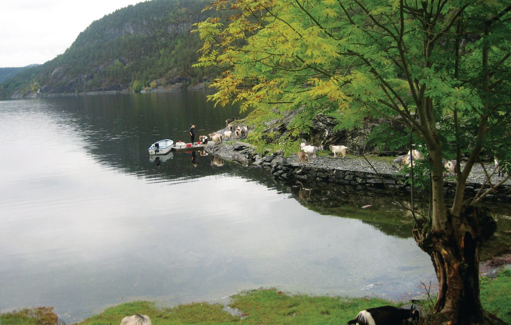 Ferienhaus - Sundvor , Norwegen - N19517 11