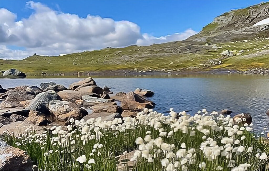 Ferienhaus - Hardangervidda , Norwegen - N19654 16