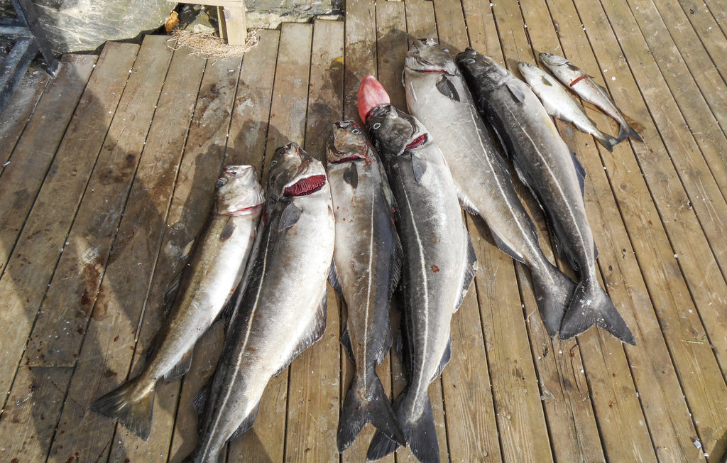 Lejlighed - Sund/Sotra , Norge - N20015 20