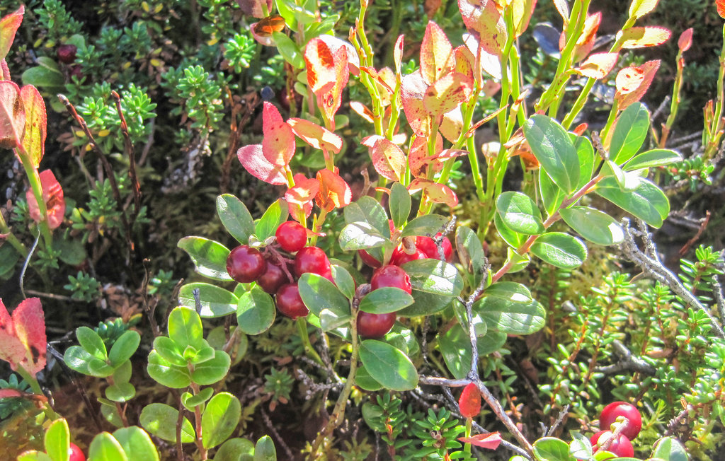 Ferienwohnung - Svortevik , Norwegen - N24099 25