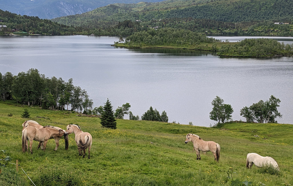 Feriehuse - Fjellsætra/Sykkylven , Norge - N27176 24