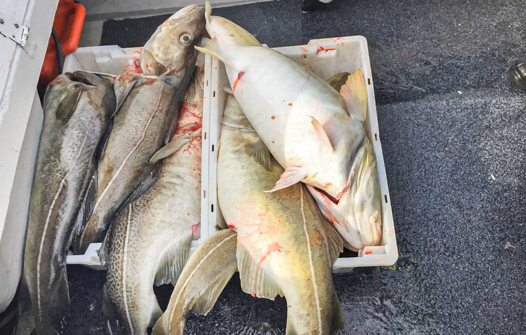 Feriehuse - Hundeidvik , Norge - N27598 26