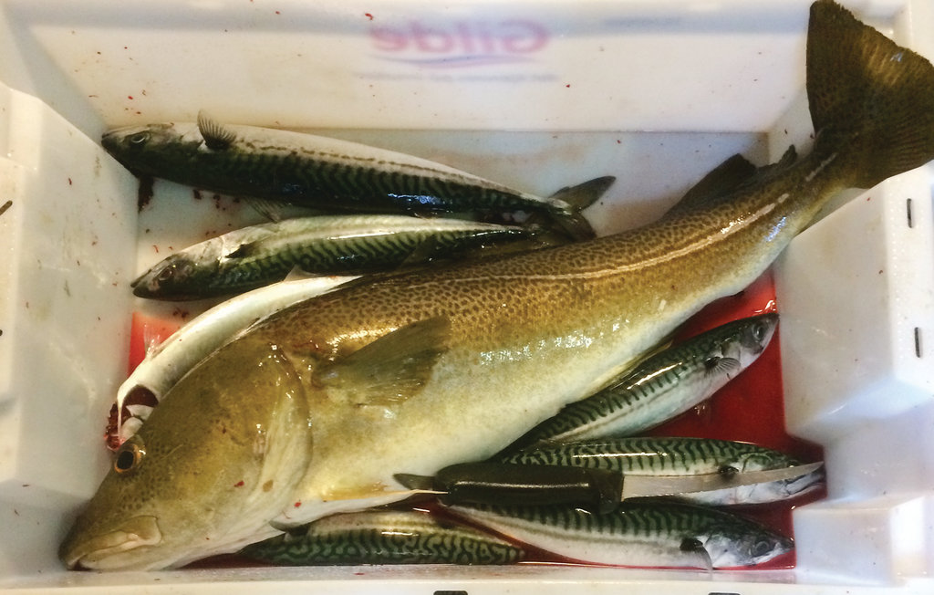 Feriehuse - Vågstranda/Pålgjerde , Norge - N28119 20