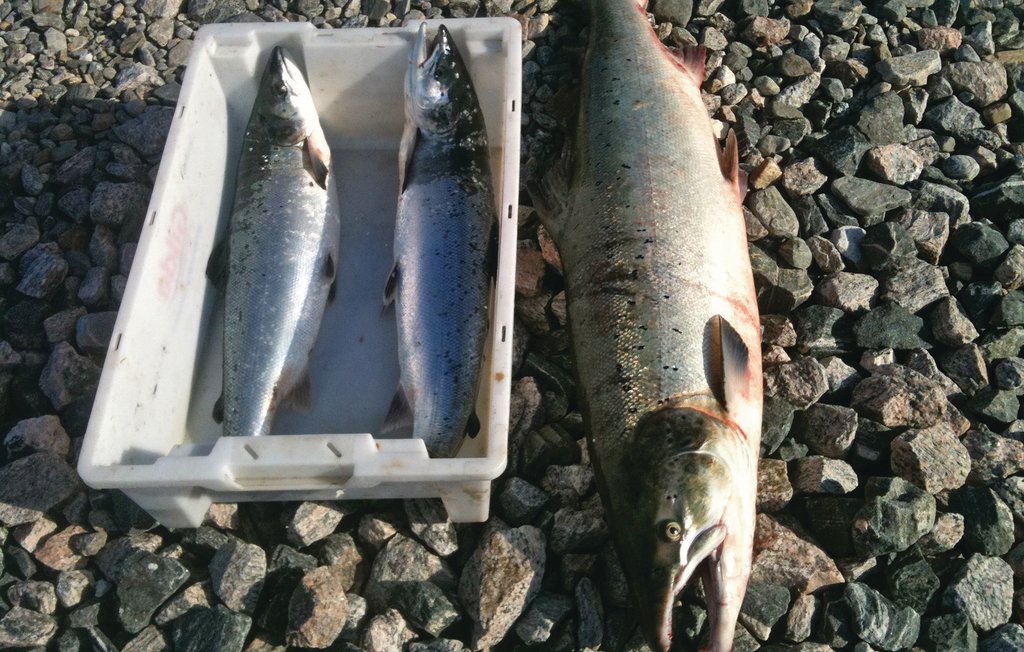 Feriehuse - Vågstranda/Pålgjerde , Norge - N28119 14