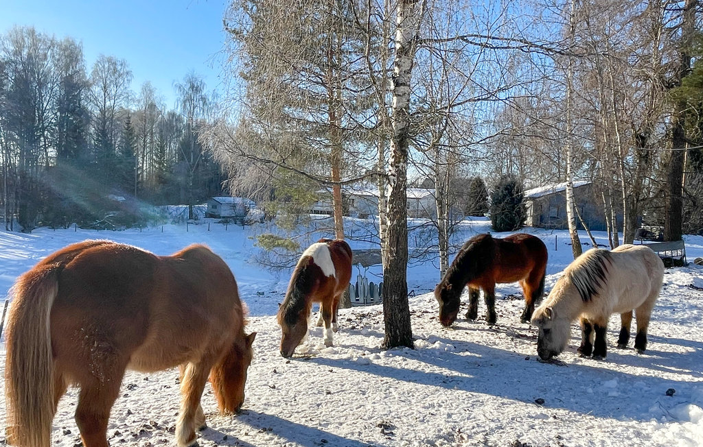 Feriehuse - Romedal/Stange , Norge - N30161 23