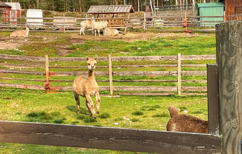 Ferienhaus - Svullrya/Finnskogen , Norwegen - N30221 5