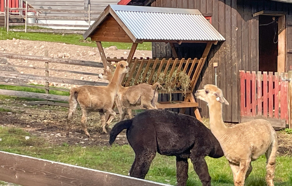Feriehus - Svullrya/Finnskogen , Norge - N30223 8