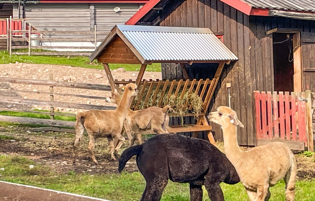 Feriehuse - Svullrya/Finnskogen , Norge - N30222 10