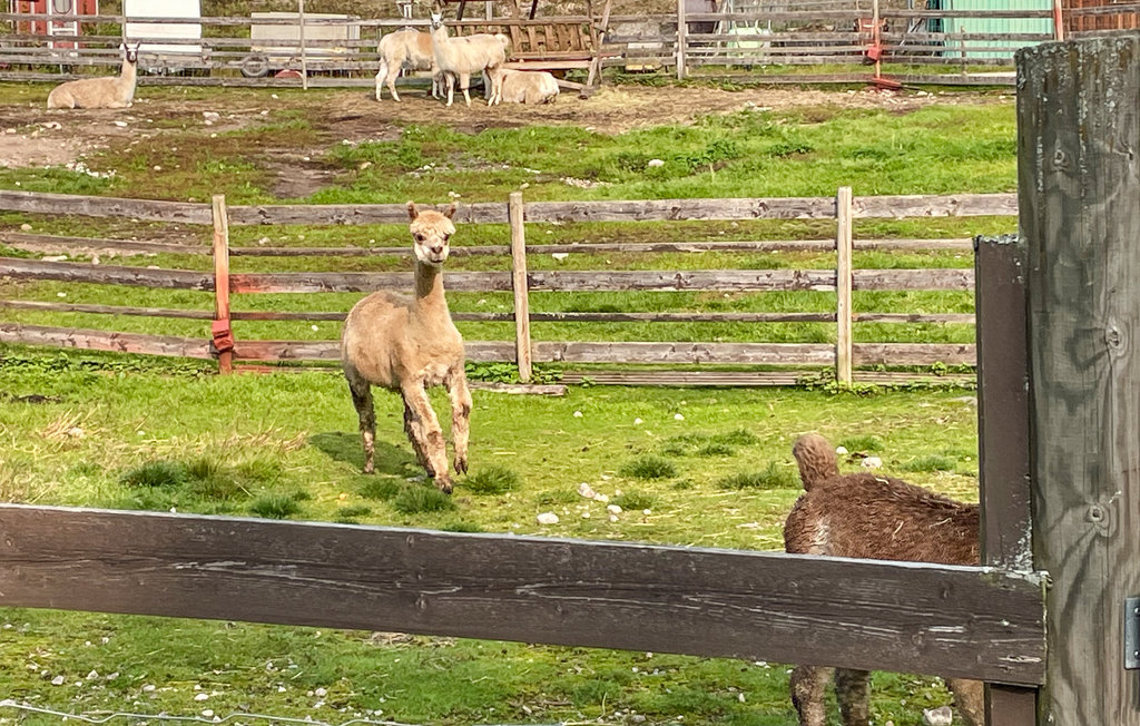 Feriehuse - Svullrya/Finnskogen , Norge - N30222 6