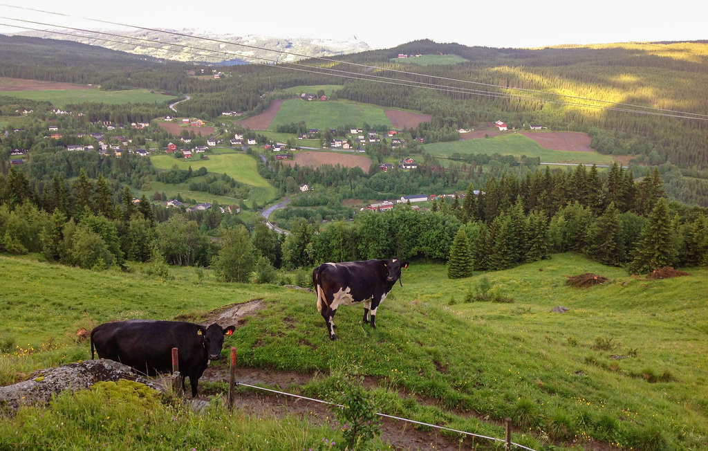 Ferienhaus - Skeikampen/Svingvoll , Norwegen - N31296 6