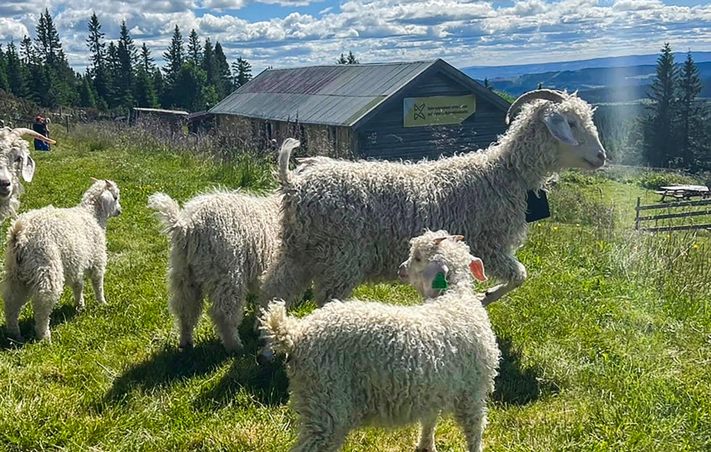 Feriehuse - Nordseter/Lillehammer/Sjusjøen , Norge - N31903 15