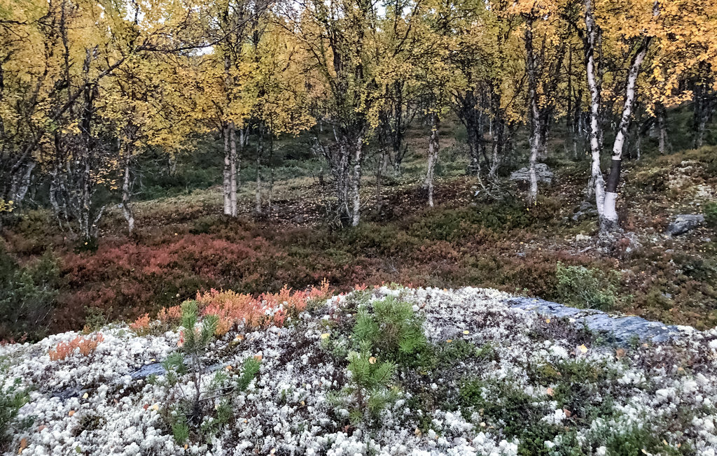 Feriehus - Kvamsfjellet/Nord Fron , Norge - N31596 18