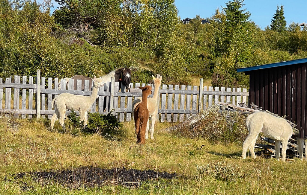 Domy wakacyjne - Valdres , Norwegia - N32082 7