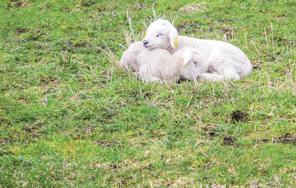 Feriehus - Sira/Konstali , Norge - N34350 12