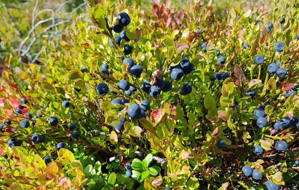 Ferienhaus - Telemark/Fyresdal , Norwegen - N35623 14