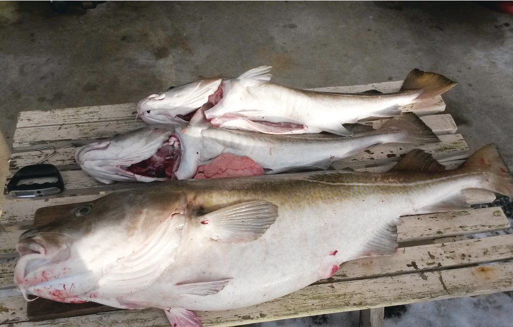 Ferienhaus - Borhaug , Norwegen - N36955 18