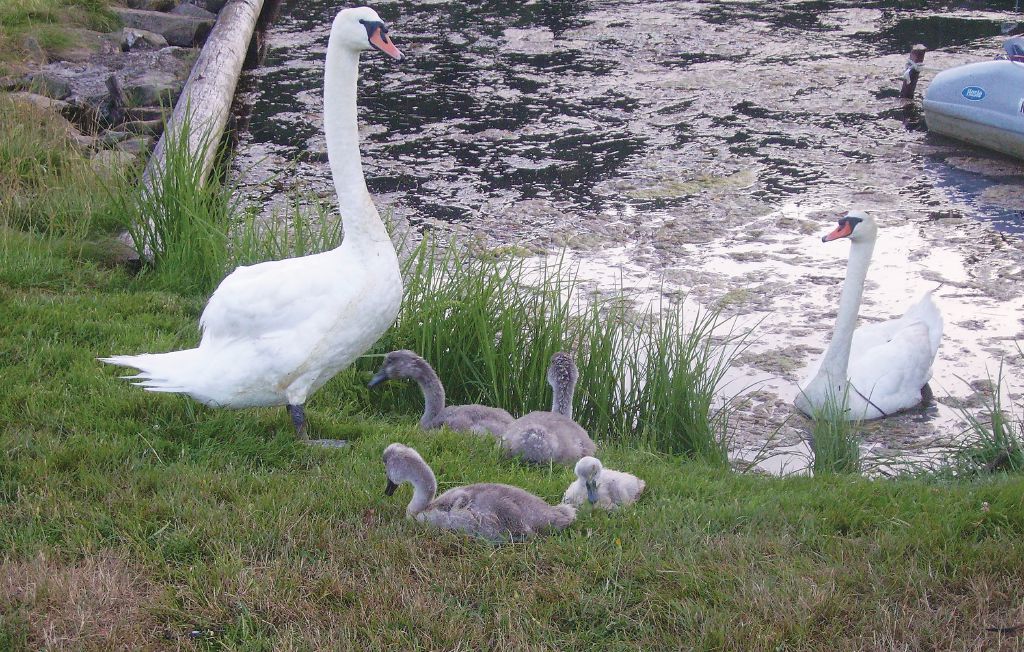 Feriehus - Lindesnes/Snig , Norge - N36917 17