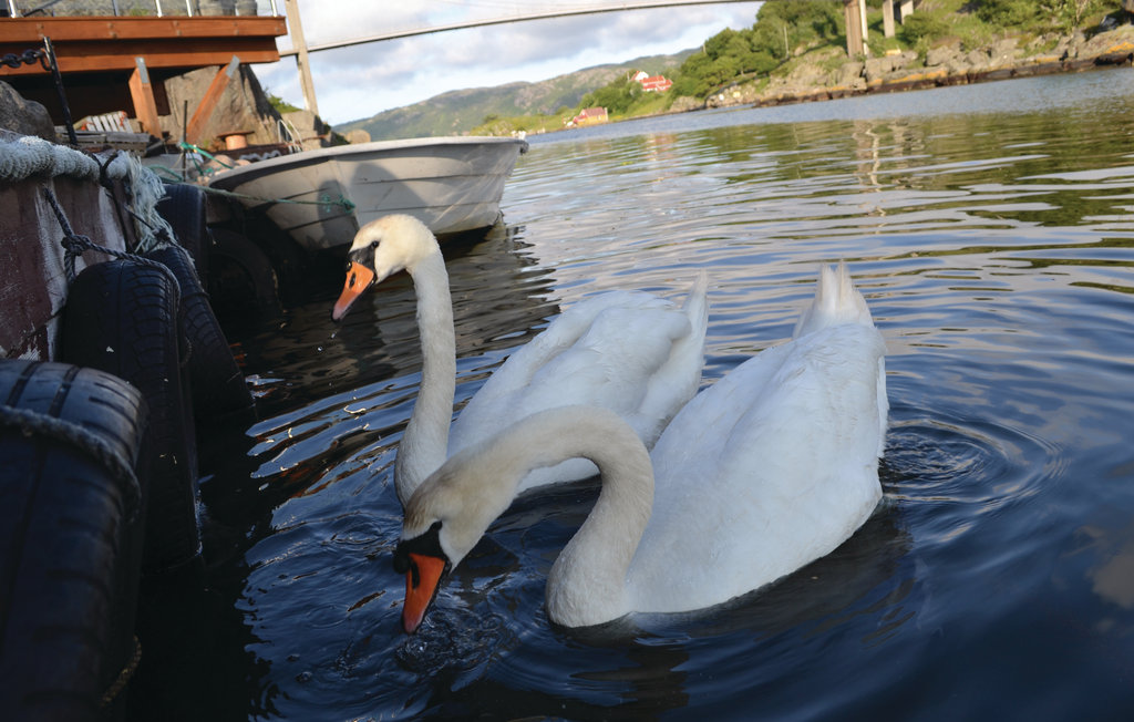 Feriehuse - Korshamn/Lyngdal , Norge - N36011 11
