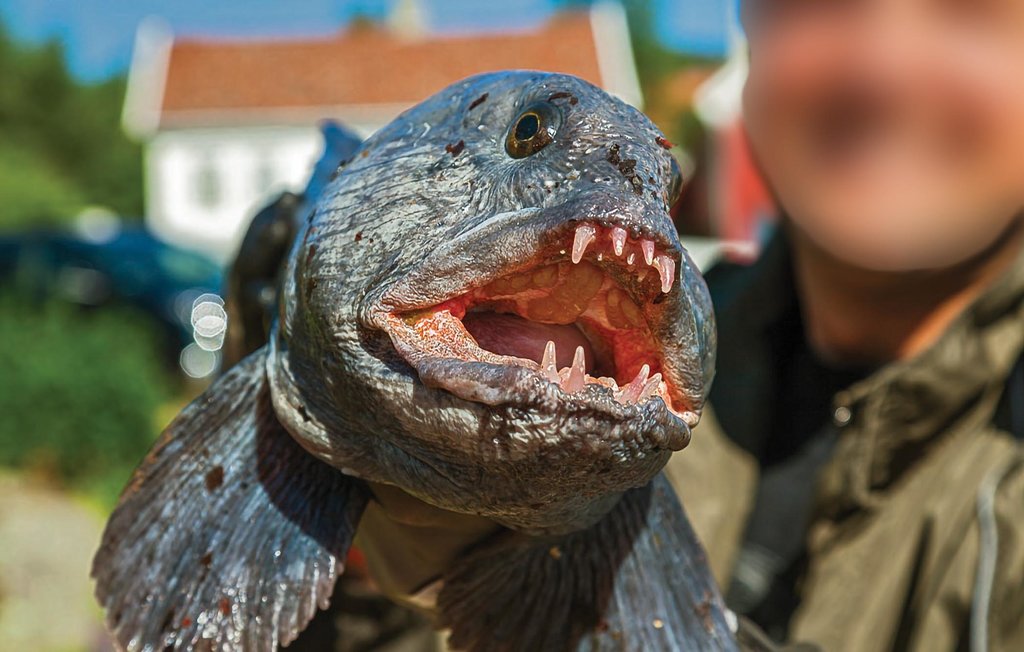 Feriehus - Farsund/Saltnes/Herad , Norge - N36010 21