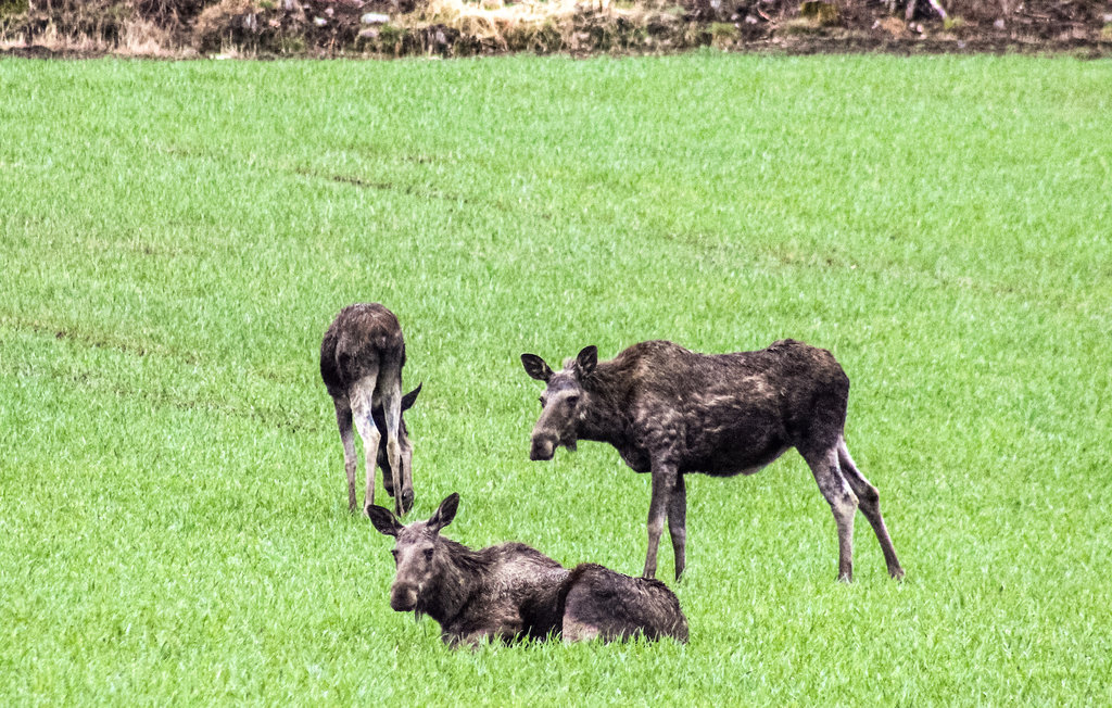 Semesterhus - Halden , Norge - N37327 23