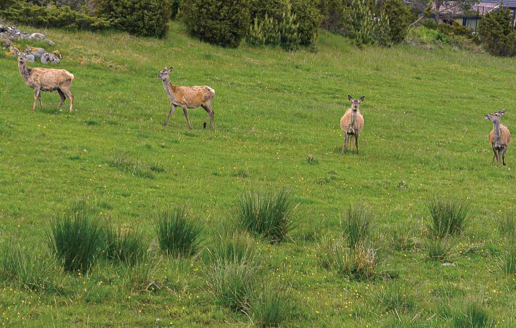 Ferienwohnung - Hitra/Korshavna , Norwegen - N38149 11