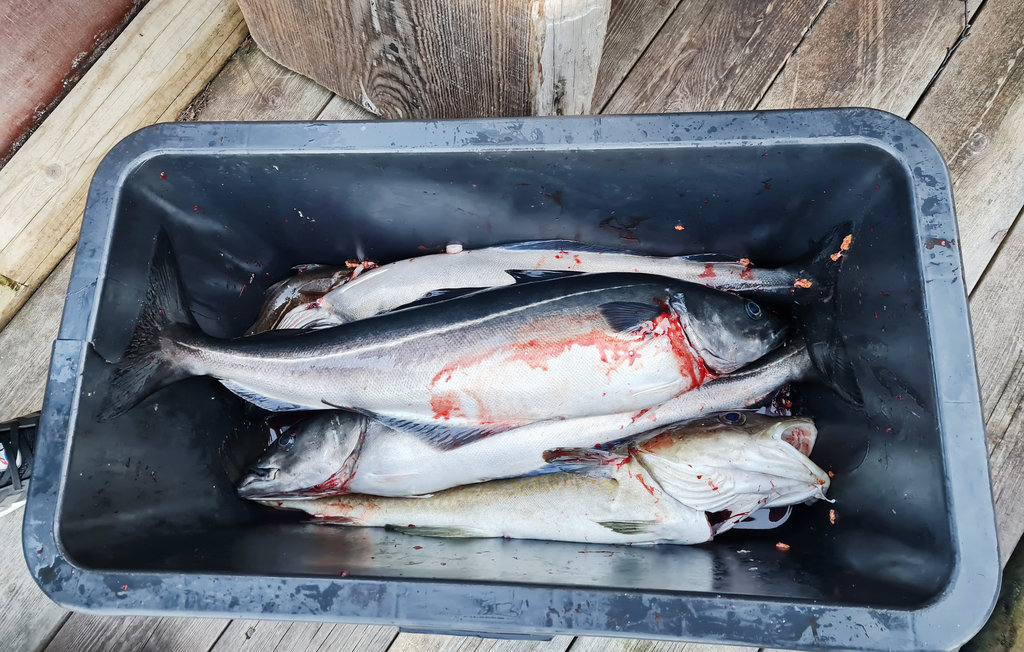 Semesterhus - Fosen/Lysøysundet , Norge - N38068 7