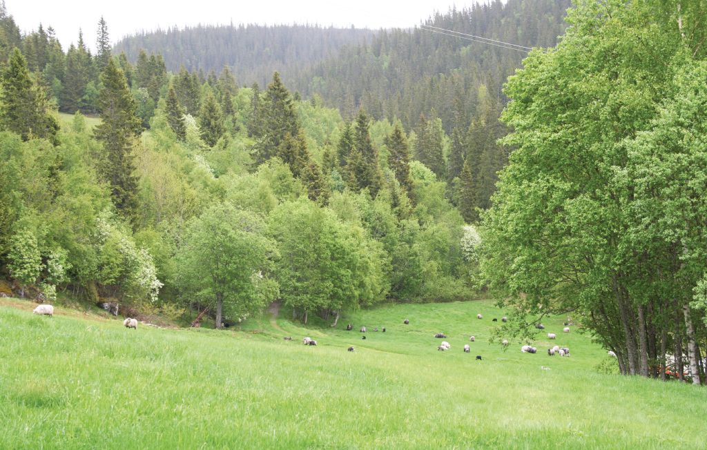 Feriehus - Vanvikan/Fosen , Norge - N38523 28