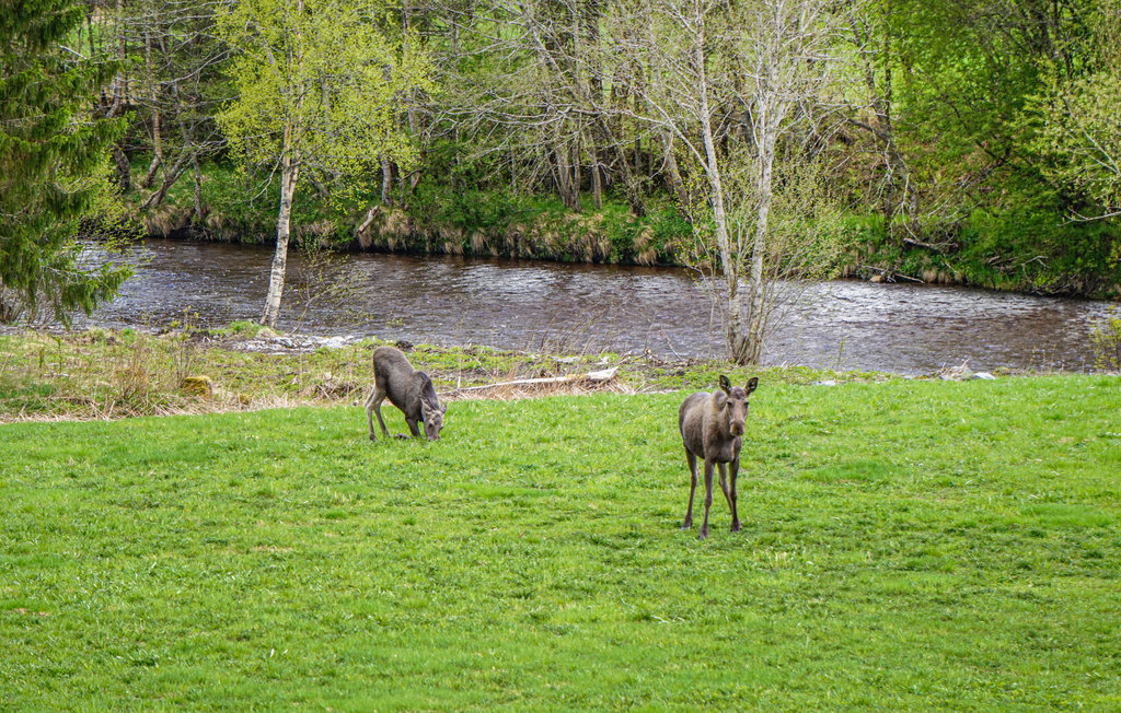 Feriehus - Nord-Statland , Norge - N38970 19