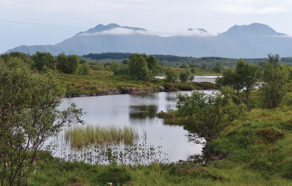 Feriehuse - Vega/Nes/Gomotuva , Norge - N39001 36