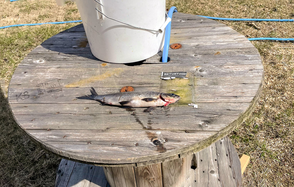 Feriehus - Tvedestrand , Norge - NAS056 15