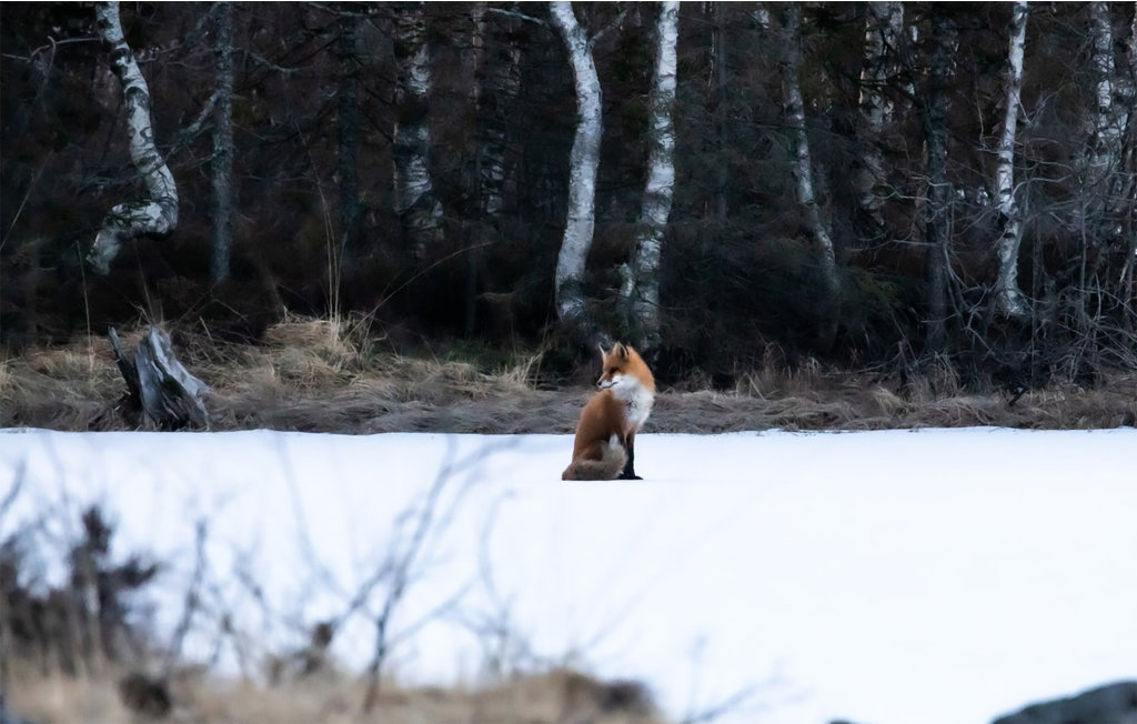 Feriehus - Siljan , Norge - NTG965 17