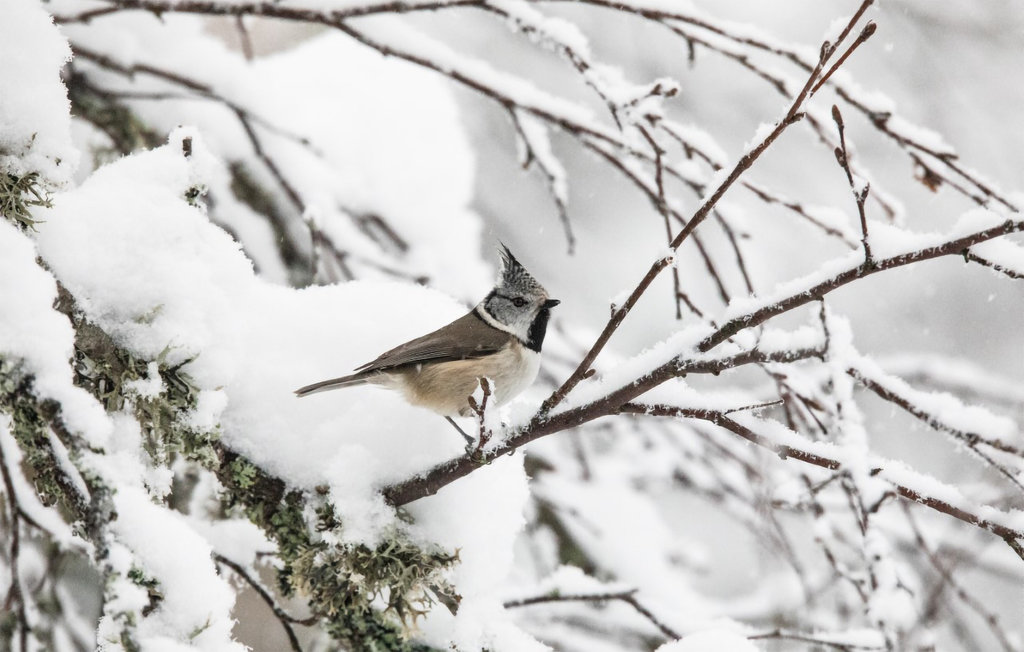 Feriehus - Siljan , Norge - NTG965 9