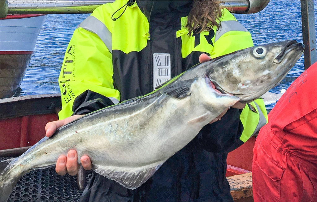 Ferieleilighet - Loshavn Farsund , Norge - NVK118 29