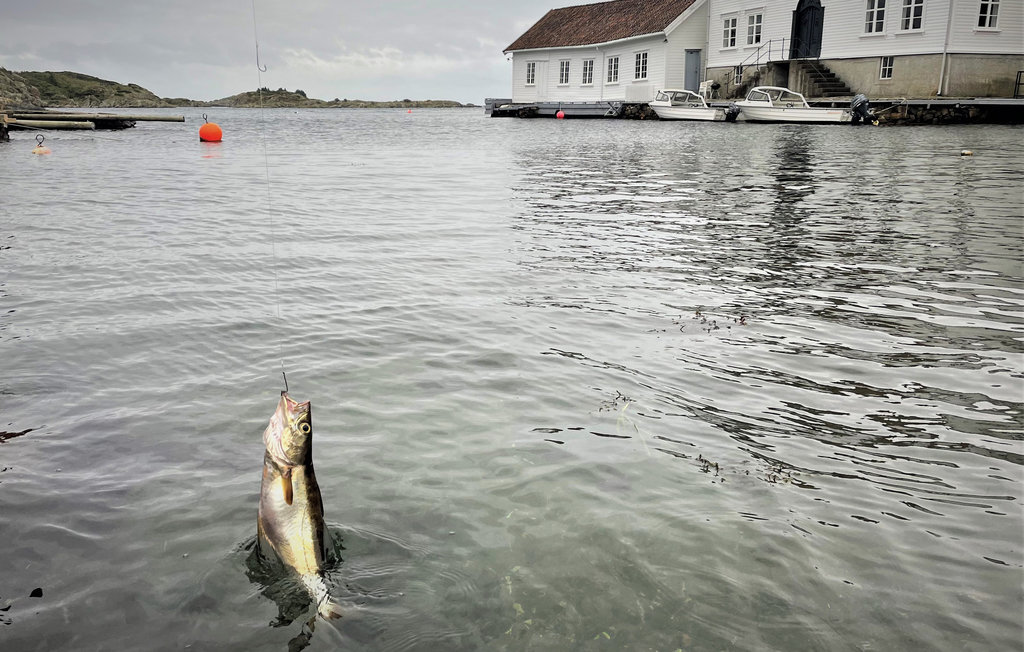 Feriehuse - Loshavn Farsund , Norge - NVK120 21