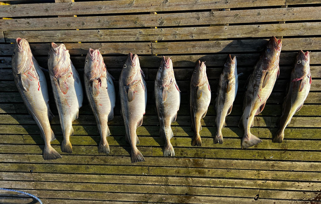 Feriehuse - Loshavn Farsund , Norge - NVK120 25